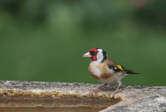 GOLDFINCH (Cardulis cardulis)